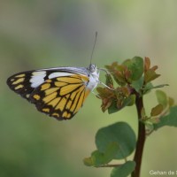 Belenois aurota Fabricius, 1793